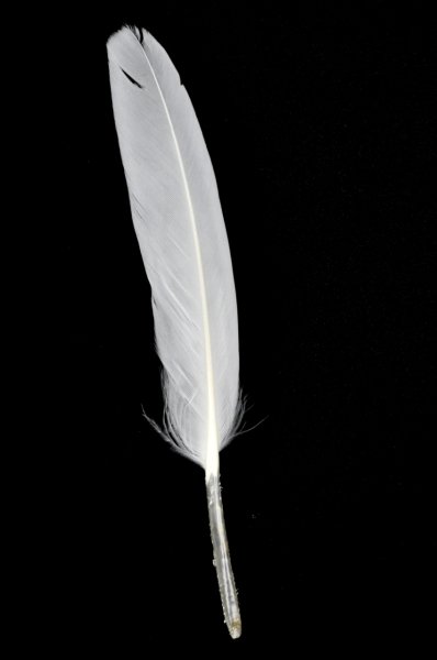 Kuş Tüyü